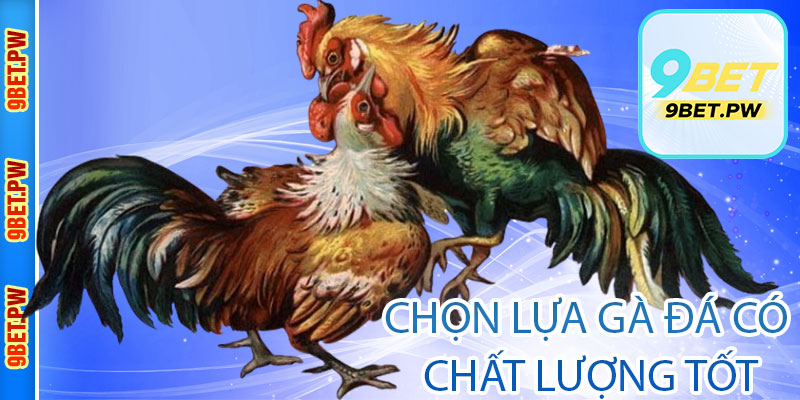 Chọn lựa gà đá có chất lượng tốt