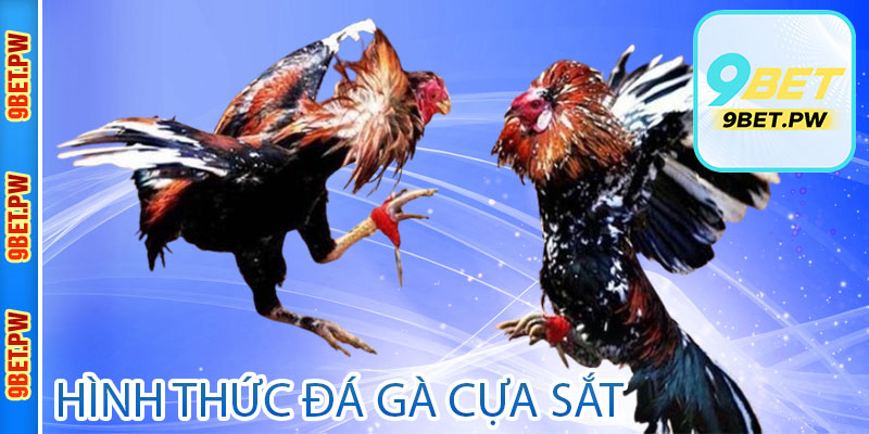 Đặc điểm của hình thức đá gà cựa sắt